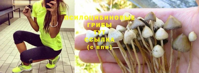 Псилоцибиновые грибы Psilocybe Лангепас